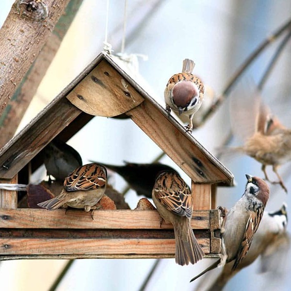 We’re all familiar with the sound of birds in the morning. But sometimes, you’ll notice that sound getting a bit louder than usual. When it’s paired with a gentle pitter patter from above, it could mean that birds are nesting on your roof.