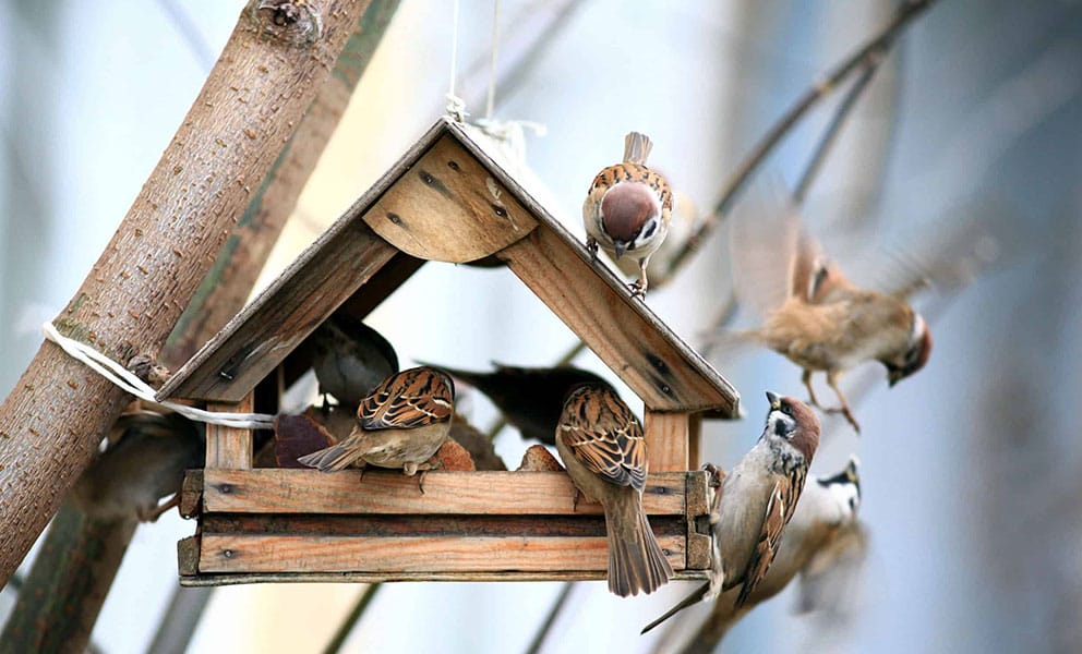 We’re all familiar with the sound of birds in the morning. But sometimes, you’ll notice that sound getting a bit louder than usual. When it’s paired with a gentle pitter patter from above, it could mean that birds are nesting on your roof.